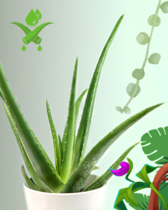 🌿 Homemade Toners for Pore-Tightening and Hydration 🌿